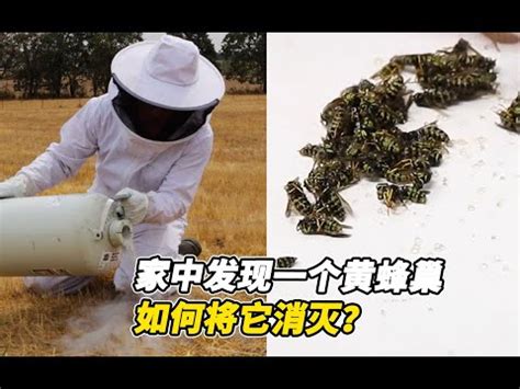 家裡有蜂窩代表|2024蜂巢處理最新指南